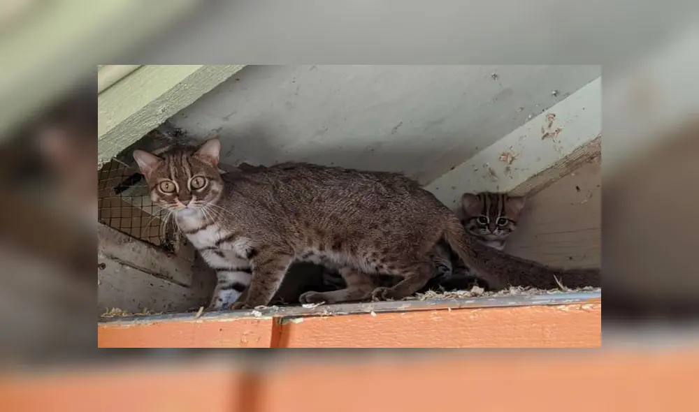 La madre cuida celosamente de sus dos crías. Fuente: Porfell Wildlife Park and Sanctuary La madre cuida celosamente de sus dos crías. Fuente: Porfell Wildlife Park and Sanctuary