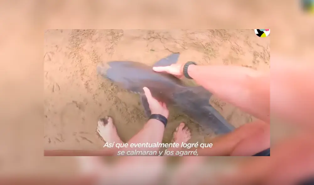 Desliza hacia la izquierda para ver el conmovedor rescate de tres tiburones. Imágenes virales de Facebook.