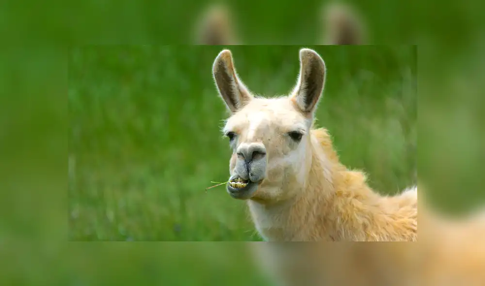 YouTube viral: Ganso irrumpe pelea de llamas y les da severa lección [VIDEO] 