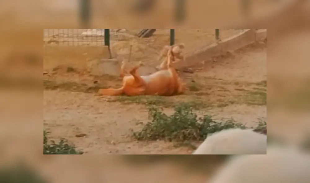 En Facebook, un joven acudió a un refugio de animales y quedó espantado al creer que un perro tenía un fuerte enfrentamiento. En Facebook, un joven acudió a un refugio de animales y quedó espantado al creer que un perro tenía un fuerte enfrentamiento.