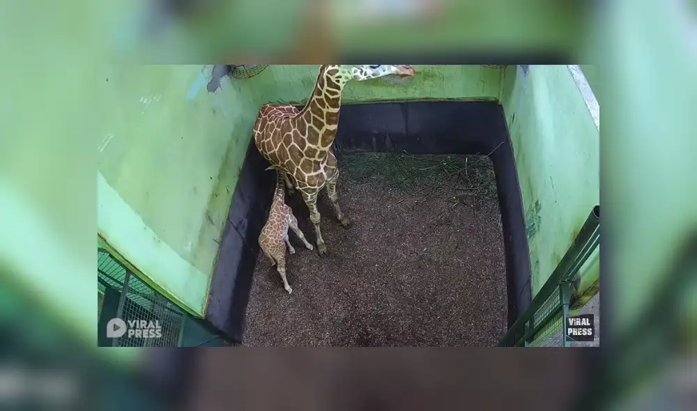 Desliza para ver los detalles de este video viral publicado en YouTube. Foto: Captura. Desliza para ver los detalles de este video viral publicado en YouTube. Foto: Captura.