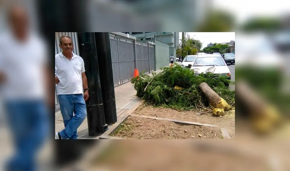 Vecinos de San Isidro se oponen a tala de árboles ordenada por municipalidad Vecinos de San Isidro se oponen a tala de árboles ordenada por municipalidad