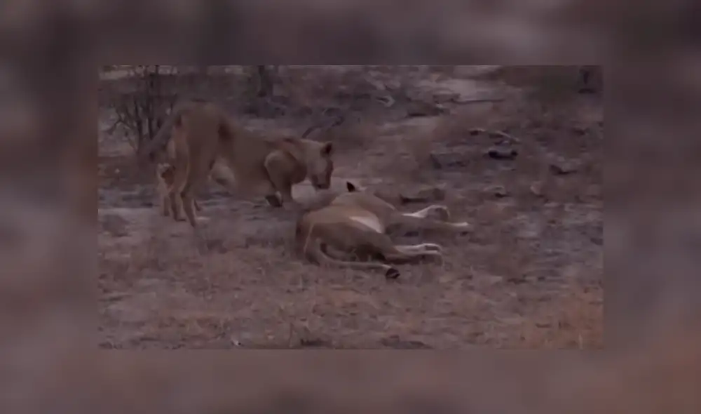 Turistas se topan con familia de leones y graban conmovedora escena jamás antes vista. Turistas se topan con familia de leones y graban conmovedora escena jamás antes vista.