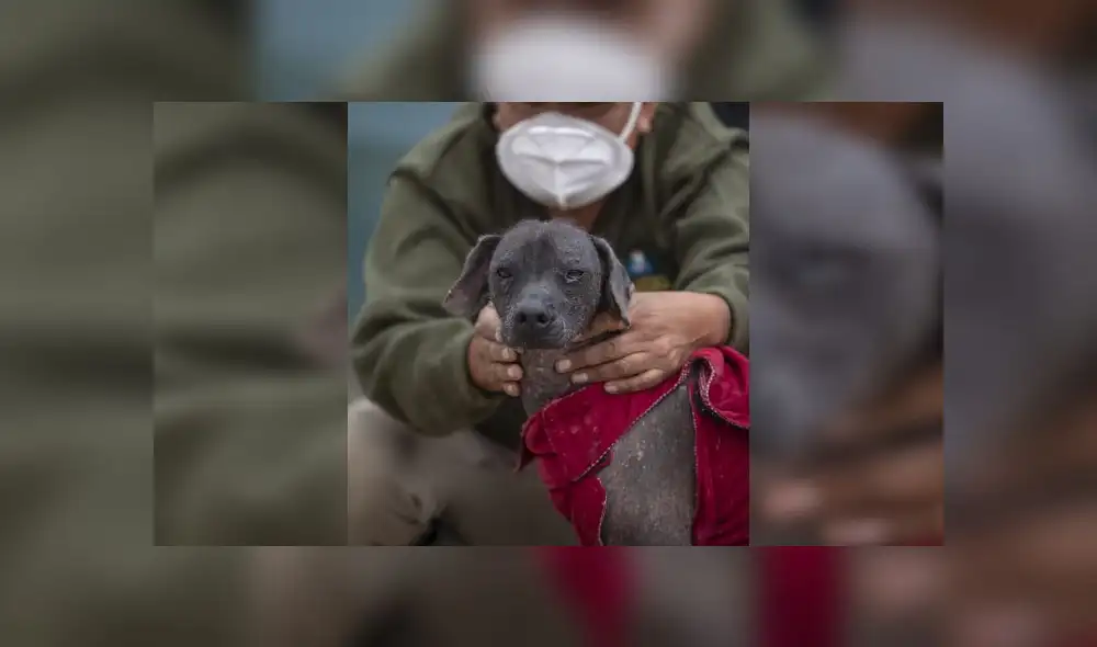 Zoológico celebró el día con una torta hecha a base de galletas perrunas. Foto: Parque de las Leyendas. Zoológico celebró el día con una torta hecha a base de galletas perrunas. Foto: Parque de las Leyendas.
