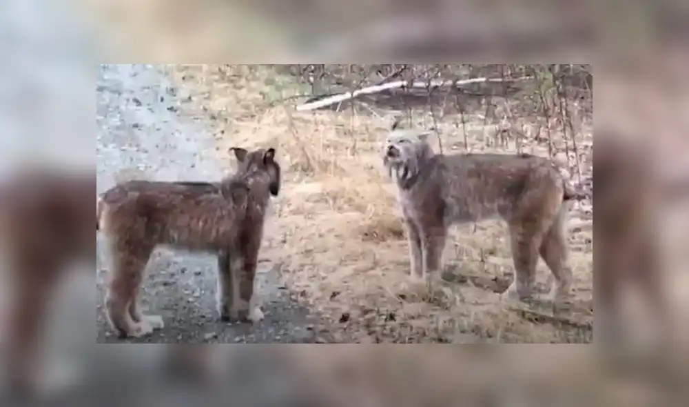 Desliza para ver fotos del lince de Canadá que sorprendió a todos en Facebook. Foto: Captura. Desliza para ver fotos del lince de Canadá que sorprendió a todos en Facebook. Foto: Captura.