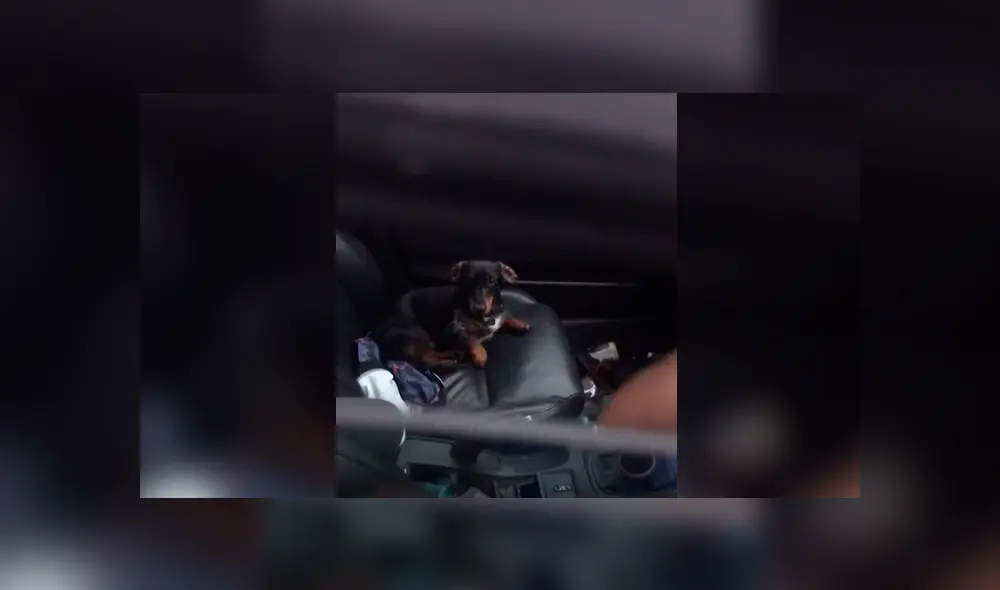 El perrito protagonista del video de Facebook, apretó el botón que bloquea todas las puertas del vehículo impidiéndole entrar a su dueño. El perrito protagonista del video de Facebook, apretó el botón que bloquea todas las puertas del vehículo impidiéndole entrar a su dueño.