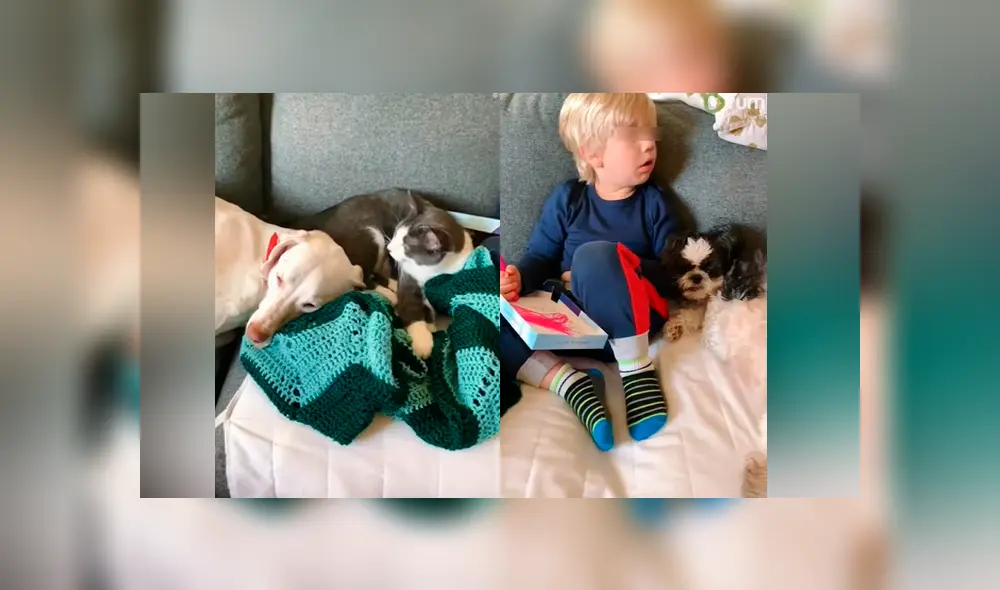Desliza las imágenes para ver la emotiva escena que logró descubrir esta madre entre su hijo y sus mascotas. Foto: Captura/Rumble Viral Desliza las imágenes para ver la emotiva escena que logró descubrir esta madre entre su hijo y sus mascotas. Foto: Captura/Rumble Viral