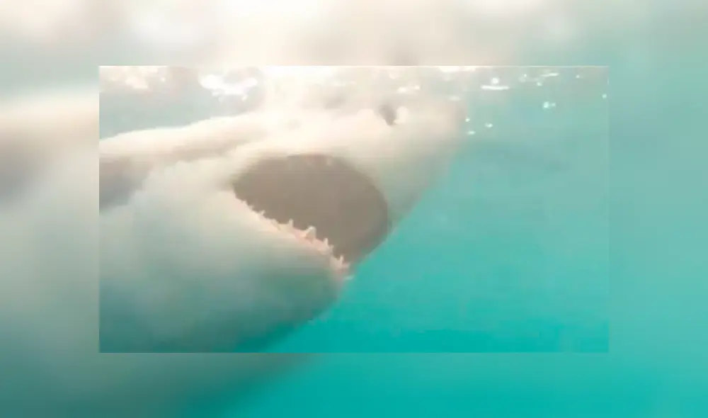 Hombre le juega una cruel broma a enorme tiburón y graba una aterradora escena [VIDEO] 