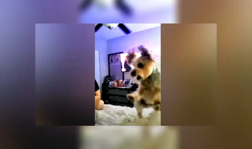 Desliza las imágenes para apreciar en furioso comportamiento de un perro en contra de su ‘amigo’. Desliza las imágenes para apreciar en furioso comportamiento de un perro en contra de su ‘amigo’.