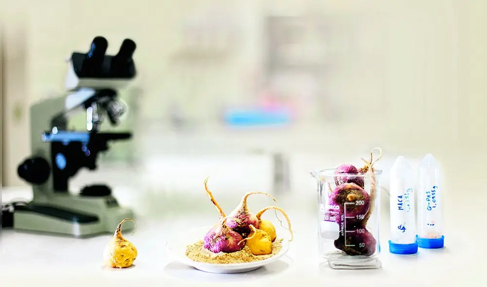 La raíz andina que protege el cerebro