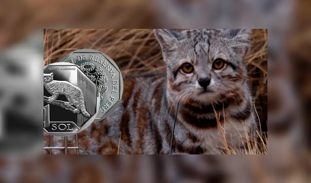 GATO ANDINO GATO ANDINO