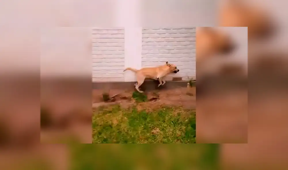 Desliza la imagen de Facebook para verlas todas.