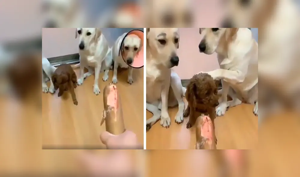 En Facebook, unos perros estiraron sus patas delanteras para acusar a su amigo tras cometer unas travesuras. En Facebook, unos perros estiraron sus patas delanteras para acusar a su amigo tras cometer unas travesuras.