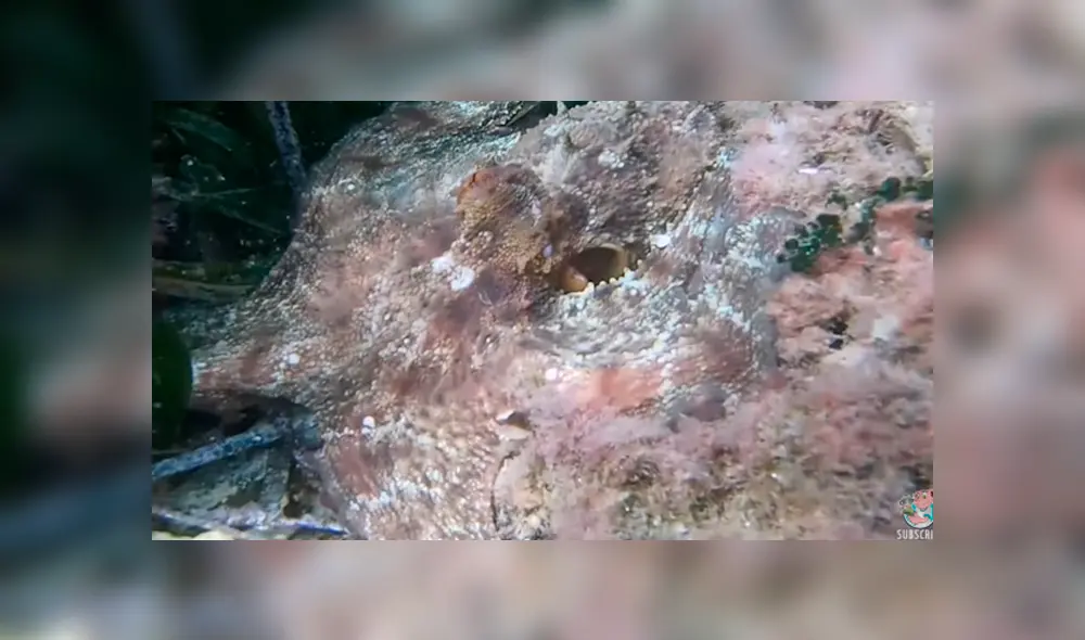 YouTube viral: se sumerge en el fondo del mar y capta a extraña criatura ‘invisible’ que lo aterra con su aspecto