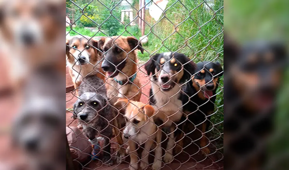 Algunos de los huéspedes de "Colitas sin techo". Algunos de los huéspedes de "Colitas sin techo".