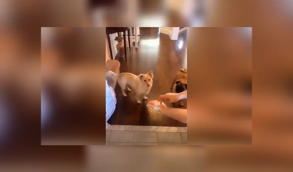 Desliza las imágenes hacia la izquierda para apreciar la reacción de un perro sordo al saber que saldrá a la calle.