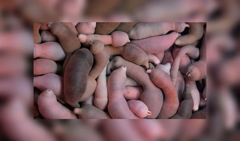 Playa de California es invadida por miles de "peces con forma de pene"