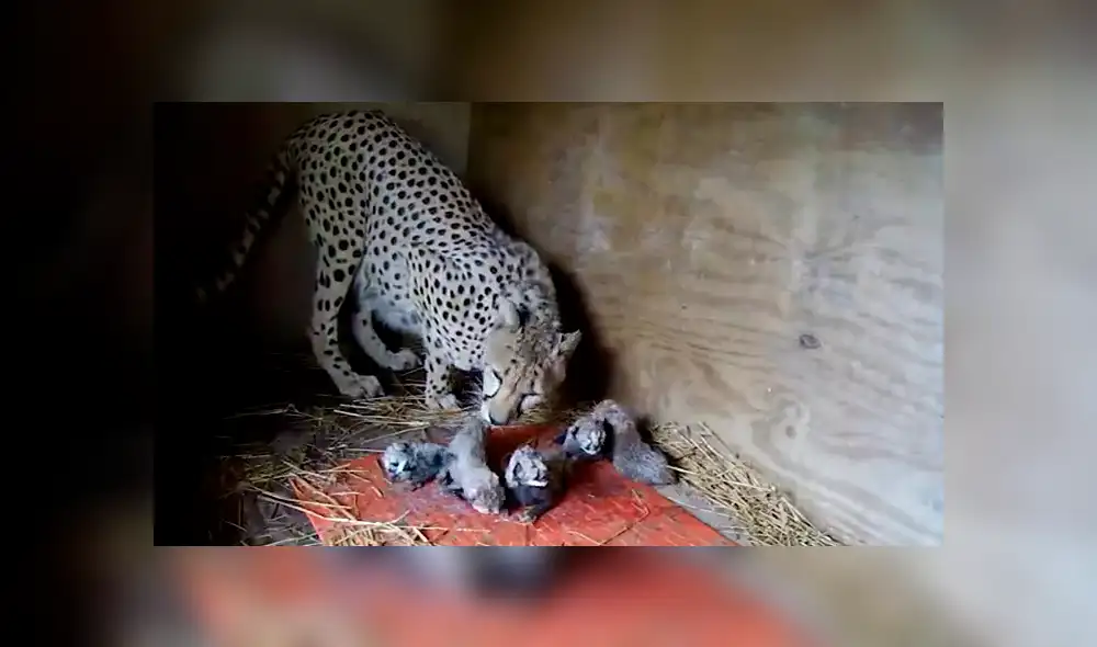 YouTube viral: cámaras captan el parto de una mamá gueopardo que dio vida a cinco cachorros [VIDEO]