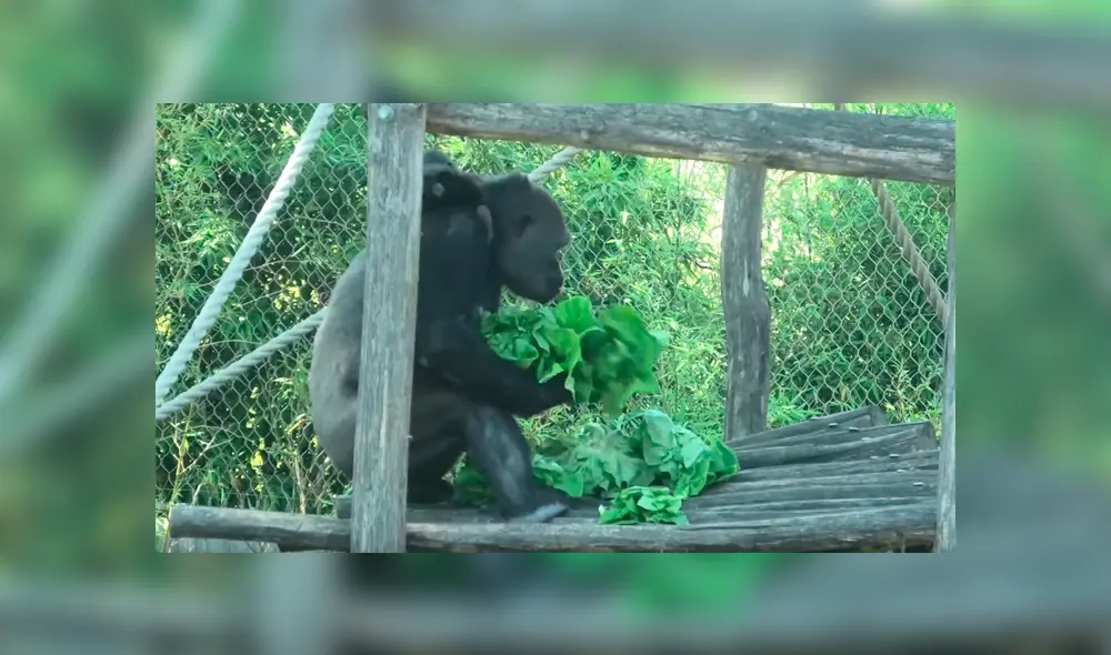 Gorila ‘glotón’ y ‘egoísta’ quita lechuga a sus compañeros y se lo come solo [VIDEO] 