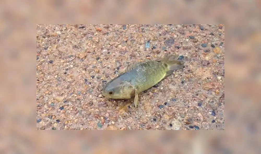 Vía Facebook: misterioso animal fue grabado saliendo del mar caminando [VIDEO] 