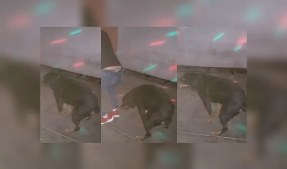 Facebook viral: Perro es sorprendido bailando reggaetón en plena fiesta y su estilo sorprende [VIDEO]