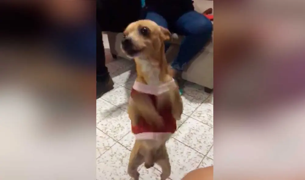 Desliza las imágenes para ver la singular ‘coreografía’ que hizo este can en plena celebración navideña en su hogar. Foto: captura de TikTok/@yuridialopez1107