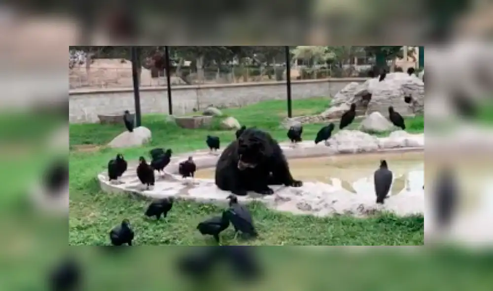 El oso llamado "Coronel" tratando de ahuyentar a los gallinazos.