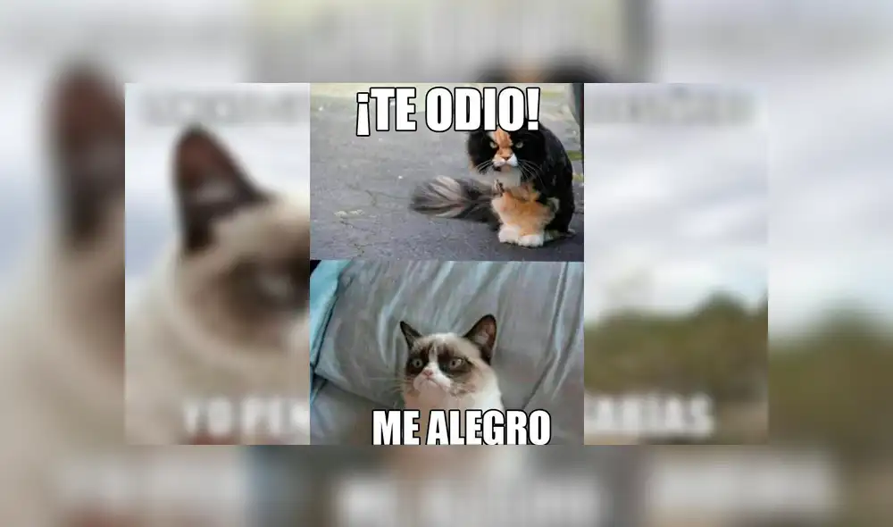 Facebook viral: miles lloran a Grumpy Cat, la gata más famosa del Internet, que acaba de morir [FOTOS]