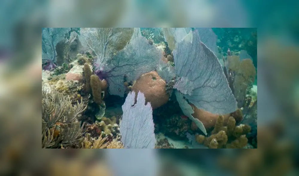 Las autoridades mexicanas gestionarán el proceso para que los arrecifes se declaren áreas protegidas. Créditos: Cuartoscuro