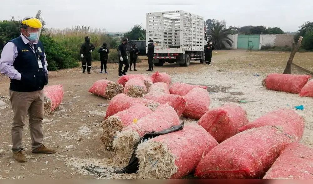 coronavirus coronavirus