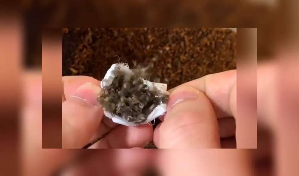 Un video viral de Facebook registró el momento en que cientos de peligrosas criaturas salieron de una misteriosa bolsa. Un video viral de Facebook registró el momento en que cientos de peligrosas criaturas salieron de una misteriosa bolsa.