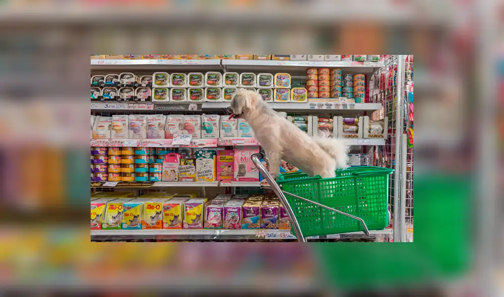 Hogares sin hijos tienen mayor tendencia a comprar productos para mascotas Hogares sin hijos tienen mayor tendencia a comprar productos para mascotas