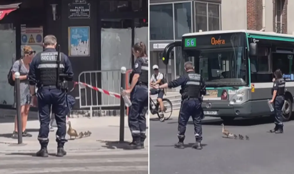 Miles de usuarios quedaron impactados al ver estas imágenes. Foto: composición LR/TikTok/@animales-amantes.dg Miles de usuarios quedaron impactados al ver estas imágenes. Foto: composición LR/TikTok/@animales-amantes.dg