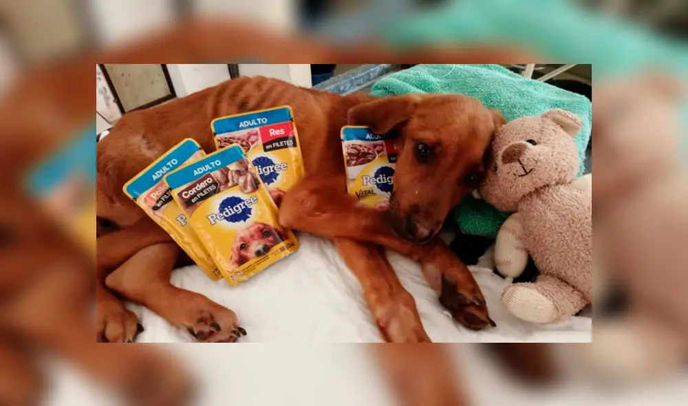 Facebook viral: encuentra perro moribundo en la calle, lo adopta y luego de algunos meses luce así