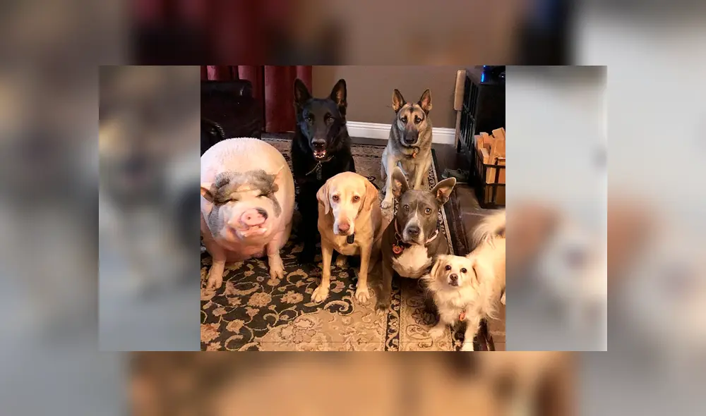 Desliza para ver las fotos que se volvieron tendencia en Facebook. Foto: Captura.