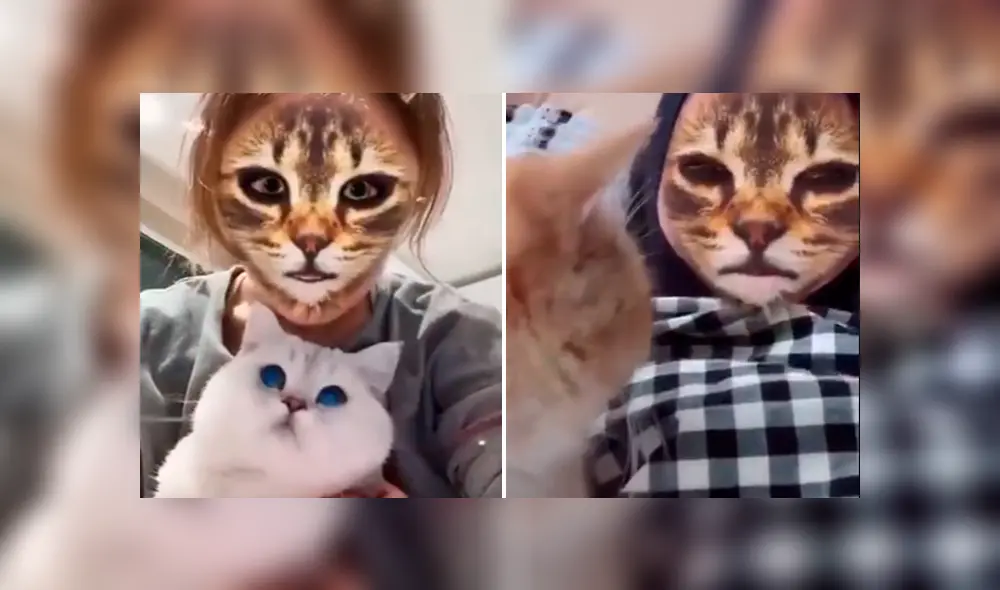 Desliza hacia la izquierda para ver la reacción que tuvo el felino al ver el filtro del gato que se ha vuelto viral en Facebook. Desliza hacia la izquierda para ver la reacción que tuvo el felino al ver el filtro del gato que se ha vuelto viral en Facebook.