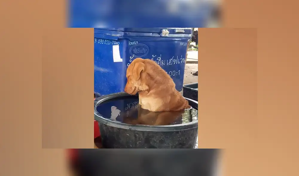 Facebook viral: perro se queda profundamente dormido en medio de su baño y desata ternura en redes