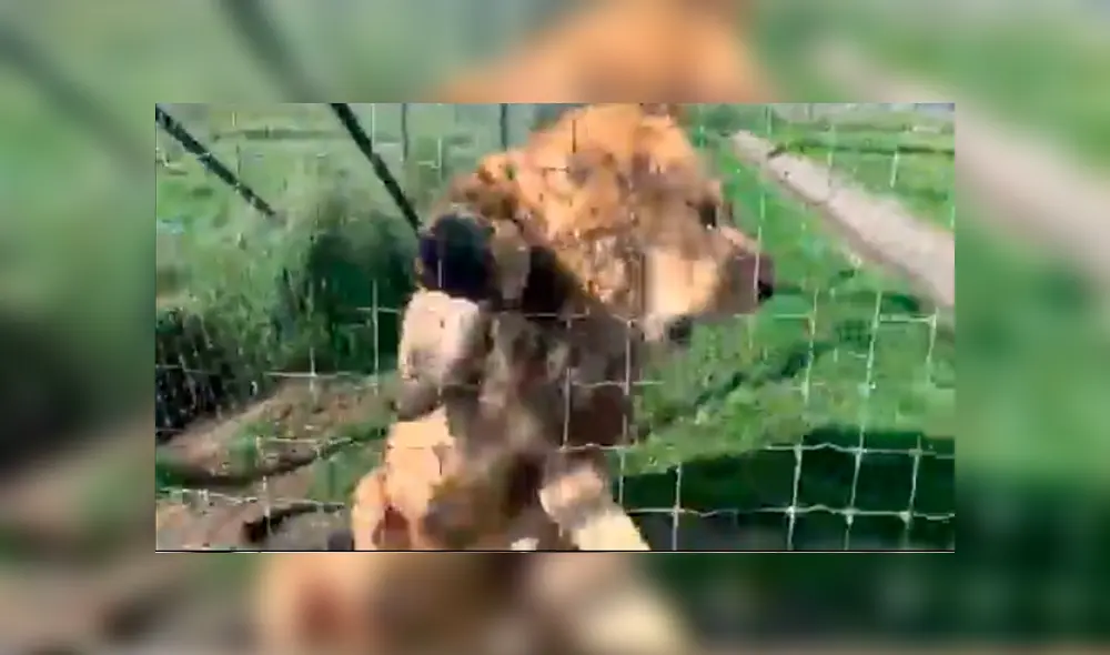 Video viral de Facebook. Cuidador se acerca para tomar una foto a leona y enfurecido depredador lo ataca.