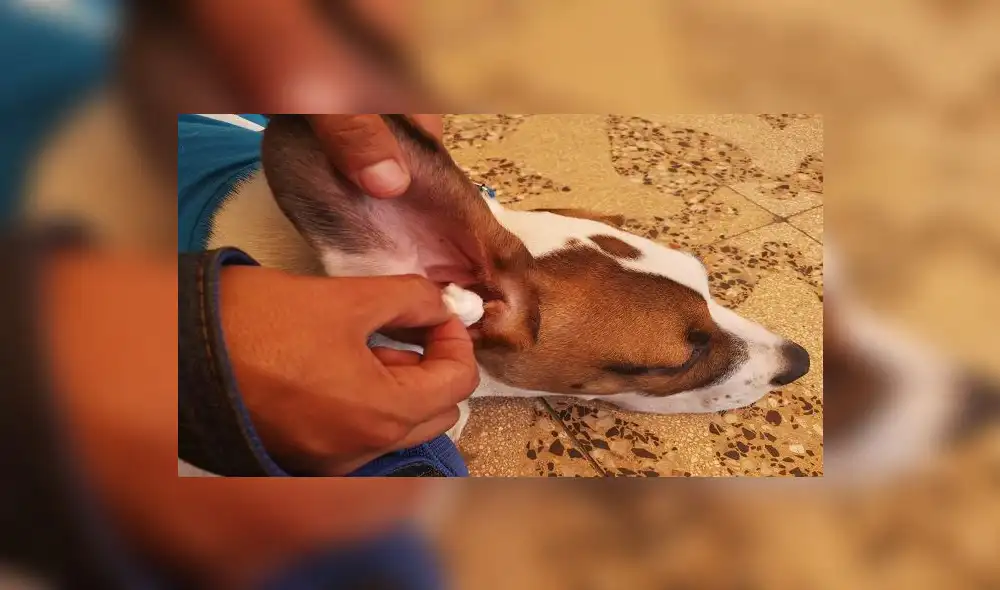 Casos de mordeduras de animales se incrementan por uso de pirotécnicos Casos de mordeduras de animales se incrementan por uso de pirotécnicos