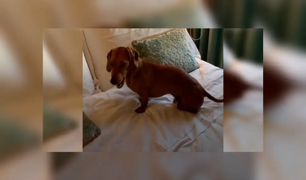 En Facebook, un perro aprovechaba la ausencia de su amo para echarse en su enorme cama y fue descubierto. En Facebook, un perro aprovechaba la ausencia de su amo para echarse en su enorme cama y fue descubierto.
