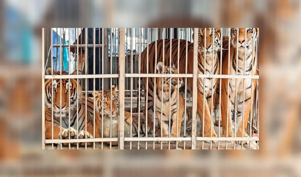 Operación Libertad: rescatan 17 felinos de un circo y los trasladan a reserva natural en Sudáfrica [VIDEO] 