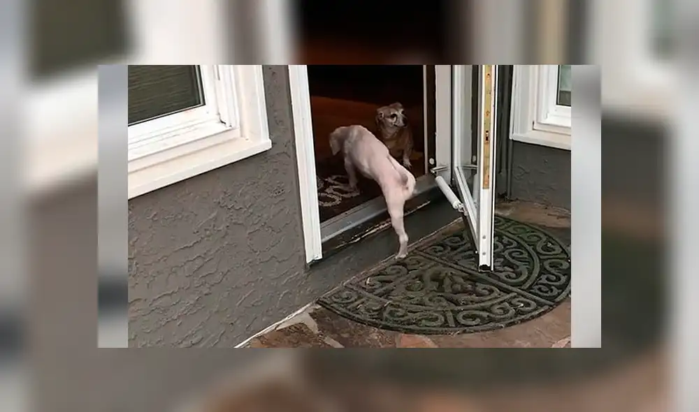 Facebook viral: mujer rompe en llanto al ver cómo dormía perro que rescató de una granja [VIDEO]