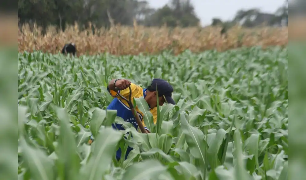 Minagri trabaja con productores para mejorar la venta del maíz