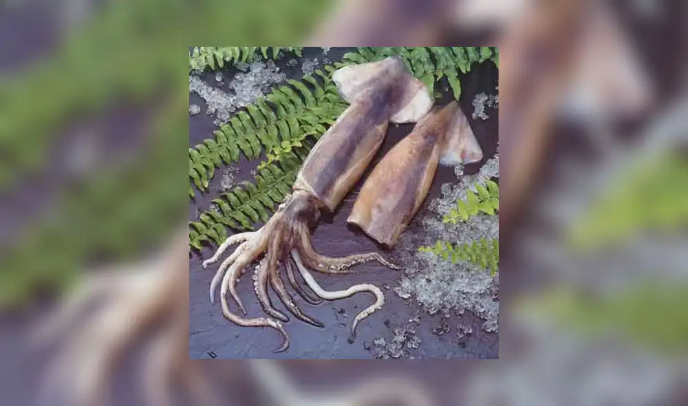 Embarcaciones chinas amenazan la industria de la pota en el Perú Embarcaciones chinas amenazan la industria de la pota en el Perú