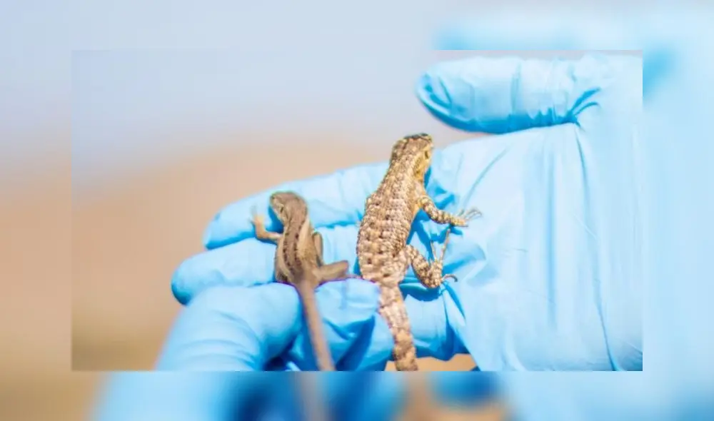 Las lagartijas fueron rescatadas de los terrenos del Proyecto de Ampliación del Aeropuerto Internacional Jorge Chávez. Foto: Cortesía