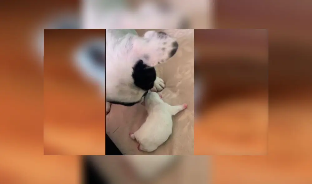 Desliza las imágenes para ver la tierna escena protagonizada por esta mascota y su dueña. Foto: TikTok/Mora Sassano Desliza las imágenes para ver la tierna escena protagonizada por esta mascota y su dueña. Foto: TikTok/Mora Sassano