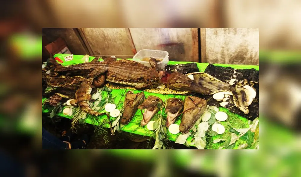 Pasco: decomisan animales silvestres que se vendían ilegalmente 