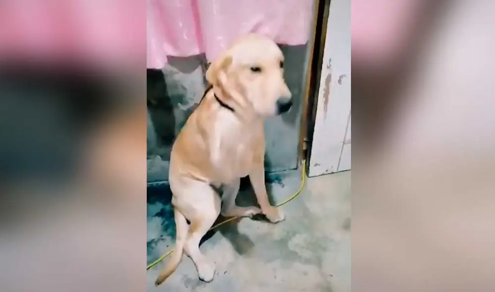 Desliza las imágenes para ver la curiosa escena que protagonizó esta mascota al ser descubierta por su dueña en plena travesura. Fotocaptura: Fabiola Boittano/TikTok Desliza las imágenes para ver la curiosa escena que protagonizó esta mascota al ser descubierta por su dueña en plena travesura. Fotocaptura: Fabiola Boittano/TikTok