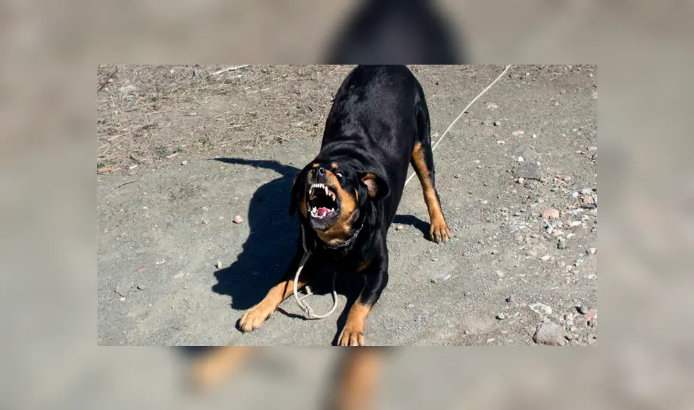 Muerde en la oreja a Rottweiler que atacaba a sus mascotas y pierde un diente [FOTOS]
