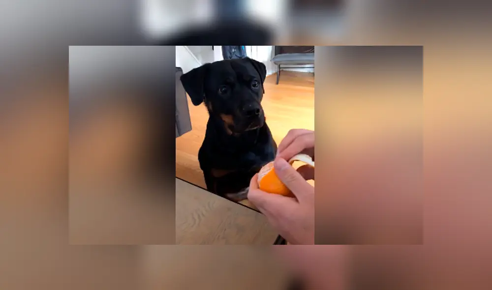 Desliza para ver los momentos más hilarantes del video viral de YouTube.